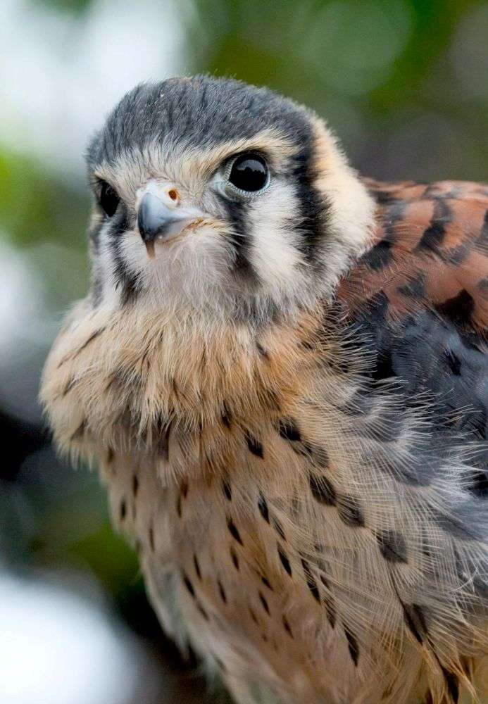 Close up of American Kestrel