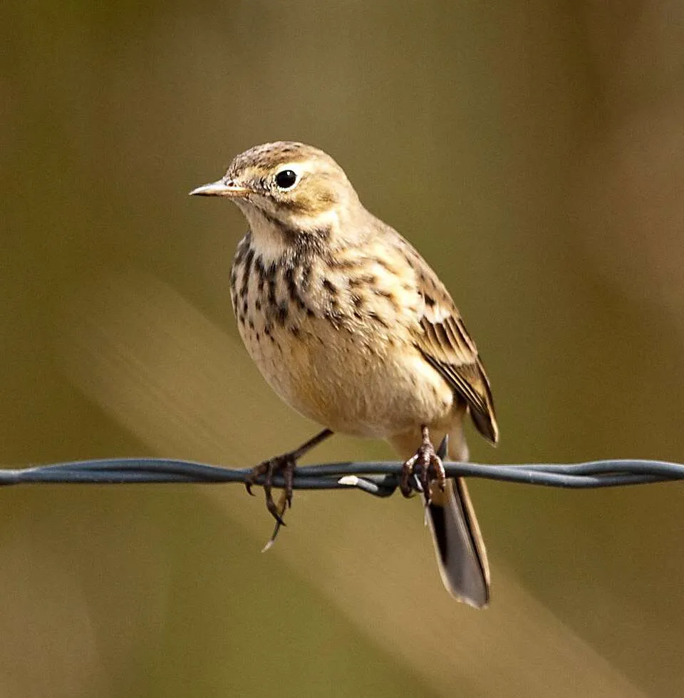A brown bush bird sits on a wire. It has a cream front with dark streaks.