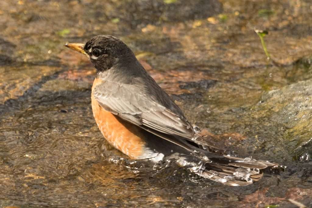 Thrush sized bird with gray back and red breast.