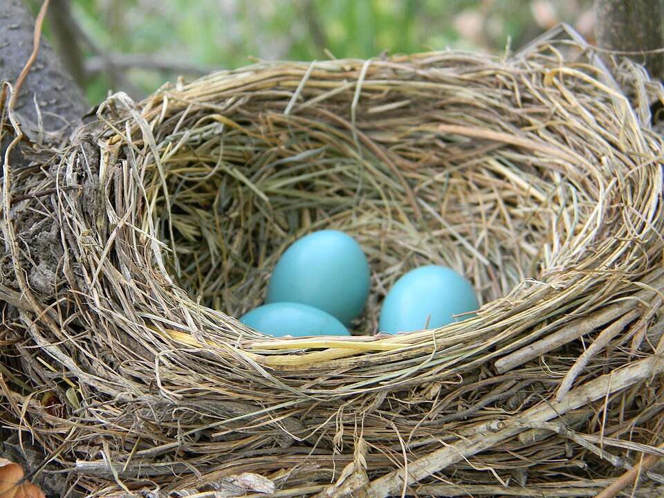 A nest contains several blue plain eggs.