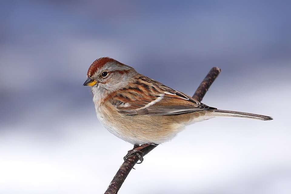Small songbird with streaky brown and gray plumage.