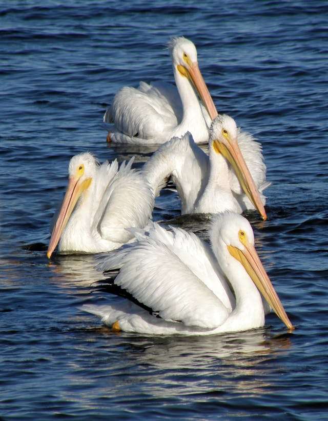 4 huge waterbirds with white plumage and very big, long yellow bills.