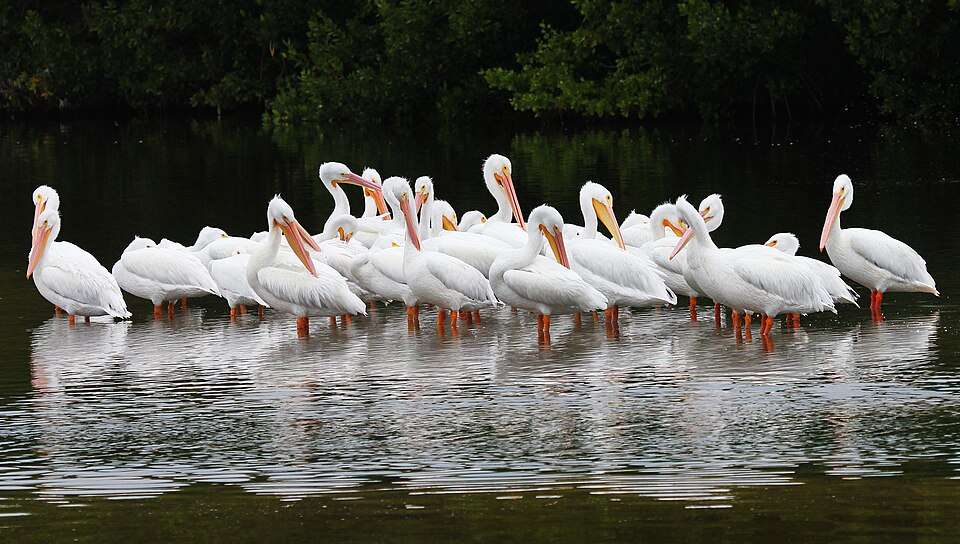 Group of huge white waterbirds with bright orange bill.
