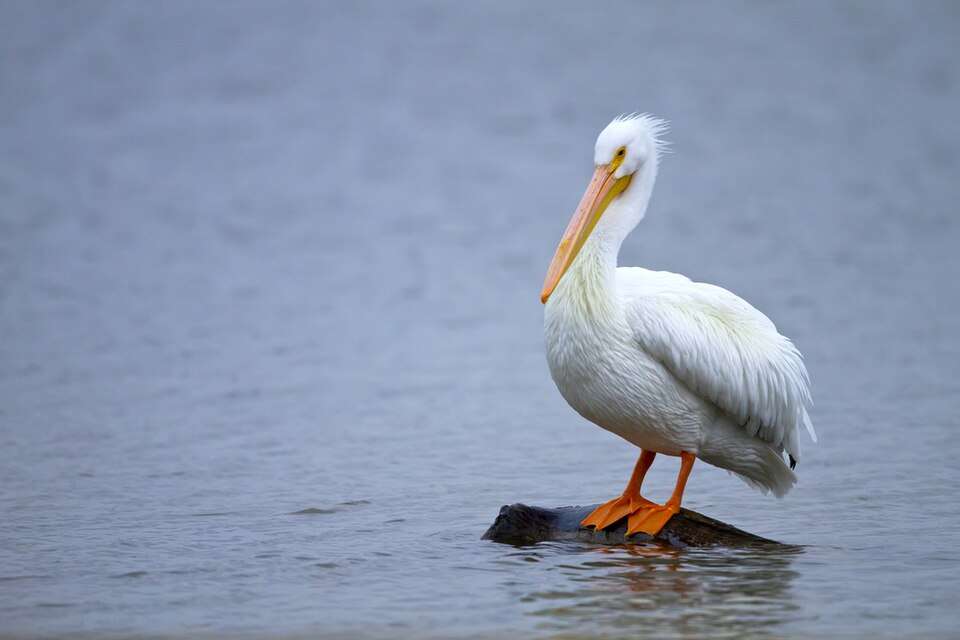 Huge white waterbird with bright orange bill and feet.