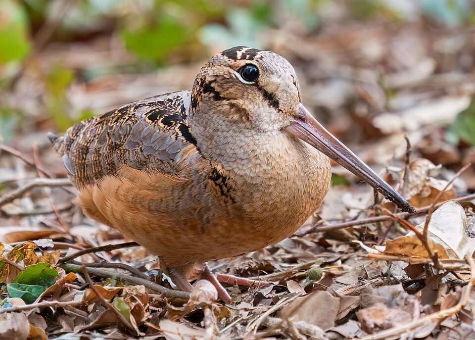 Small and rather odd bird with rounded hear, long bil and pale brown coloring.