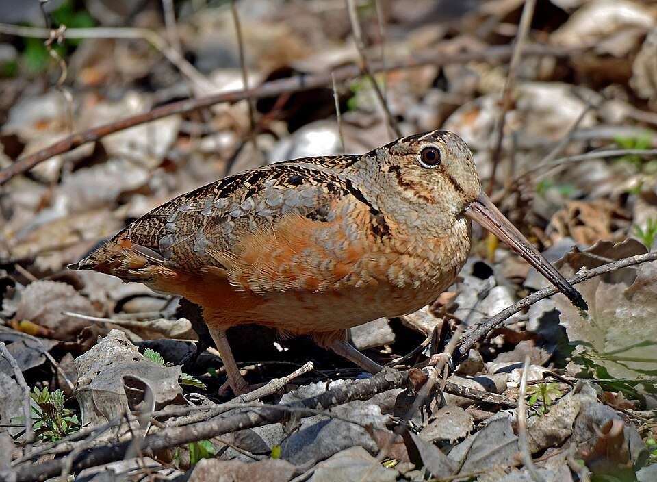 Small and rather odd bird with rounded hear, long bil and pale brown coloring.