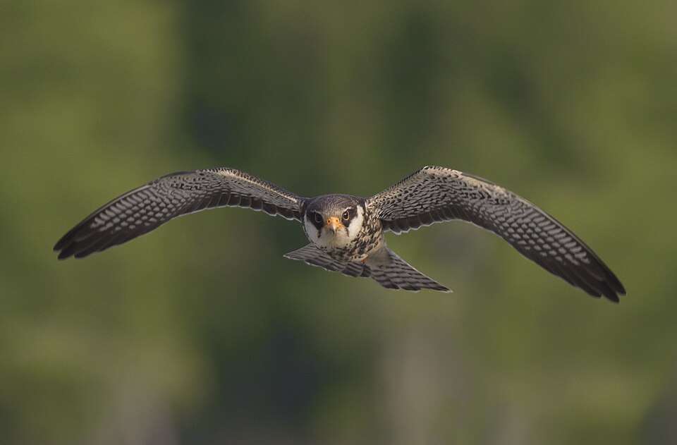 Small, dark backed falcon with patterned under parts, black cap and white cheeks.