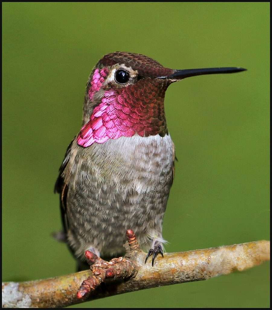 Anna's Hummingbird sitting on a branch