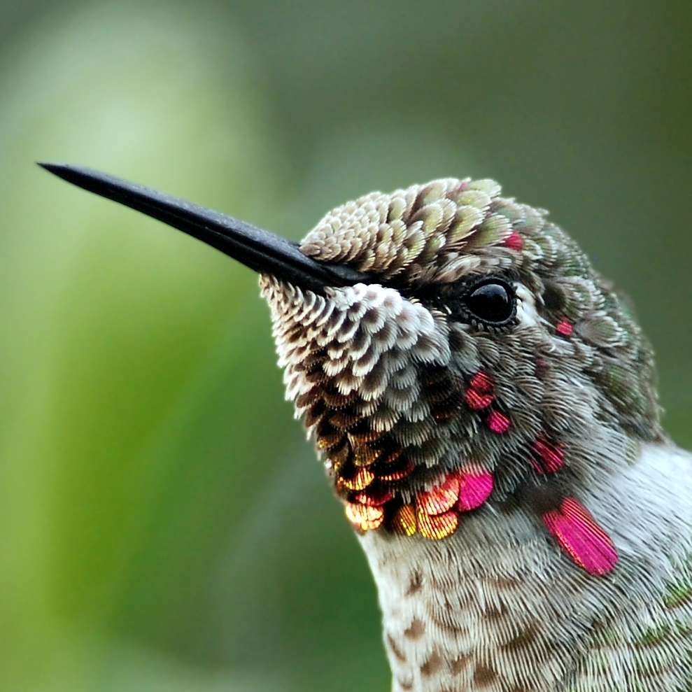 Anna's Hummingbird close up of head