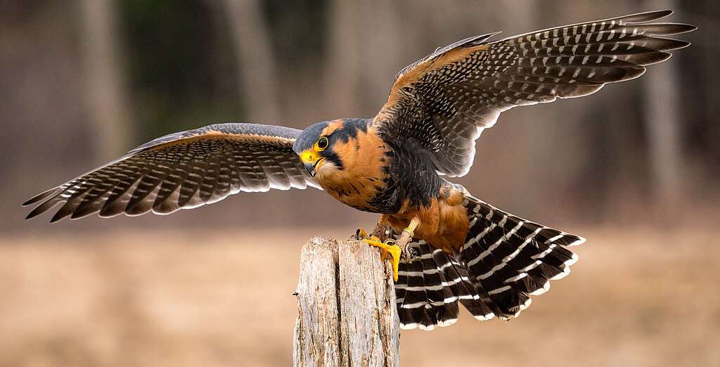 Aplomado Falcon landing on a post