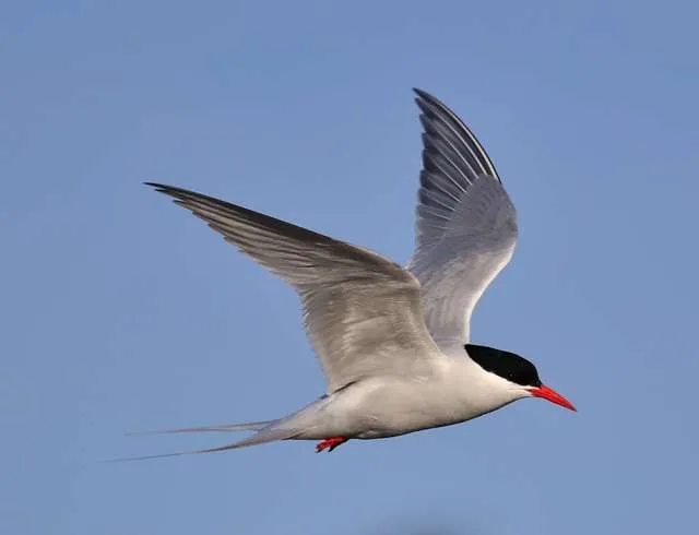Elegant pale gray tern with black cap and red bill.