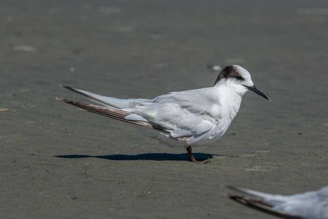 Small pale grey bird with white throat and breast. Head has a white cap and black nape.