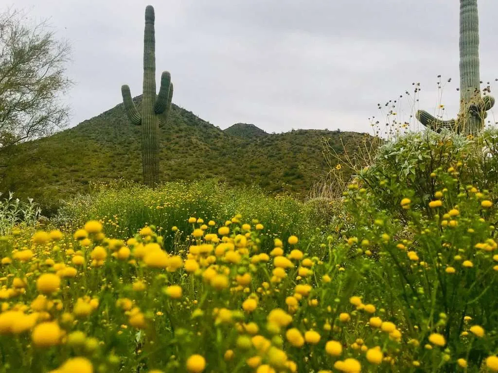 Arizona Cave Creek Regional Park Scene