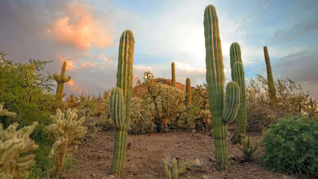Arizona Desert Botanical Gardens Scene