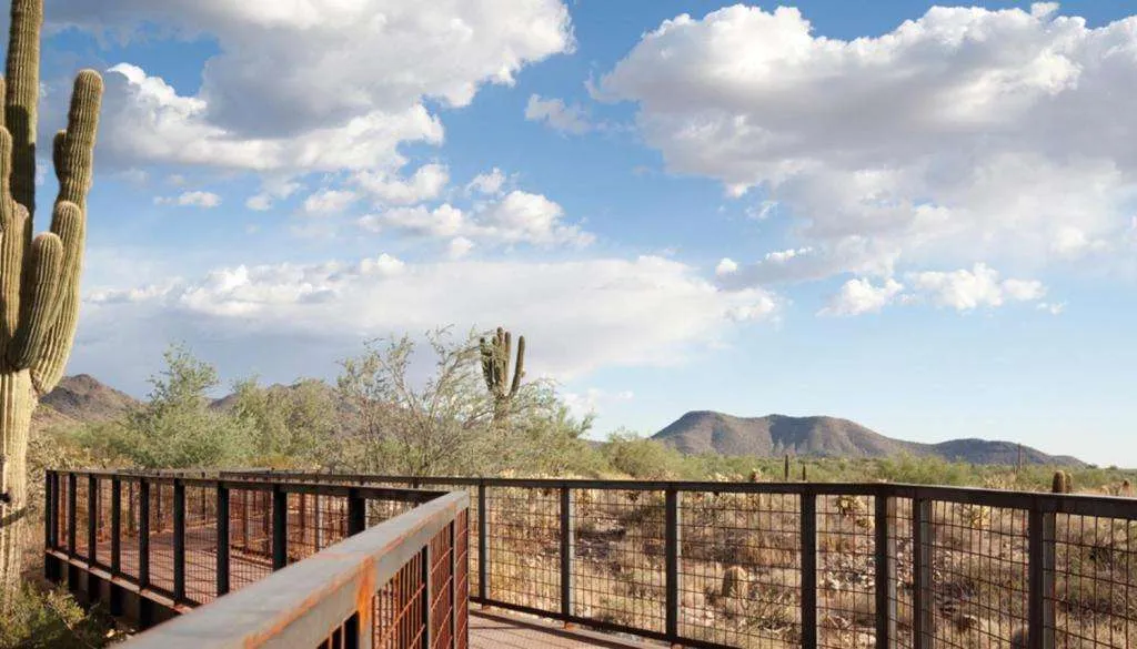 Arizona McDowell Sonoran Conservancy Scene