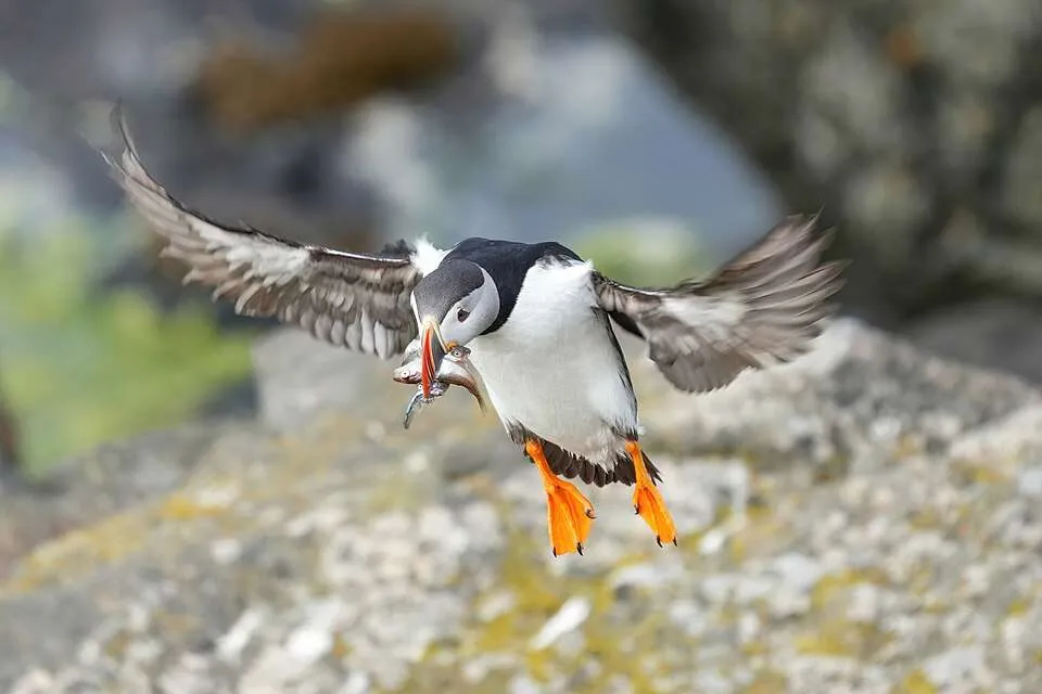 Puffin with round head and large orange bill.