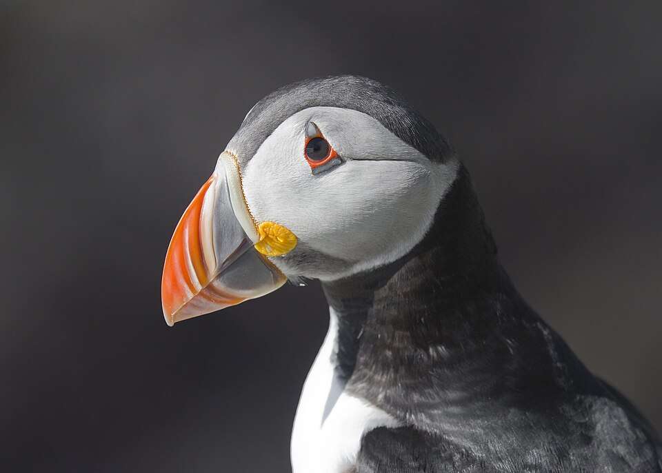 Head shot of puffin with round head and large orange bill.