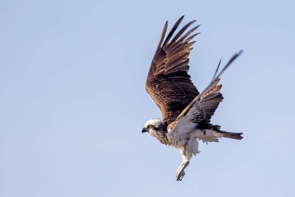 Osprey in flight