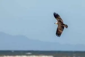 Osprey in flight