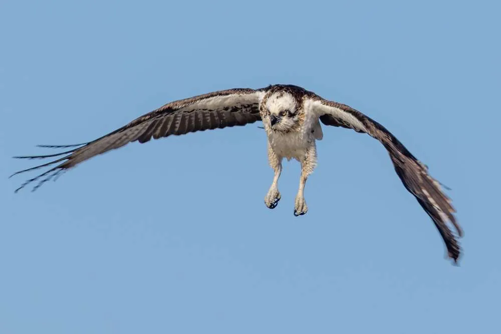 Osprey in flight