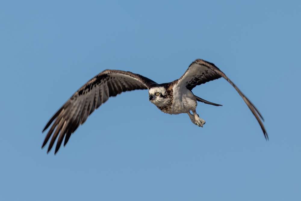 Osprey in flight