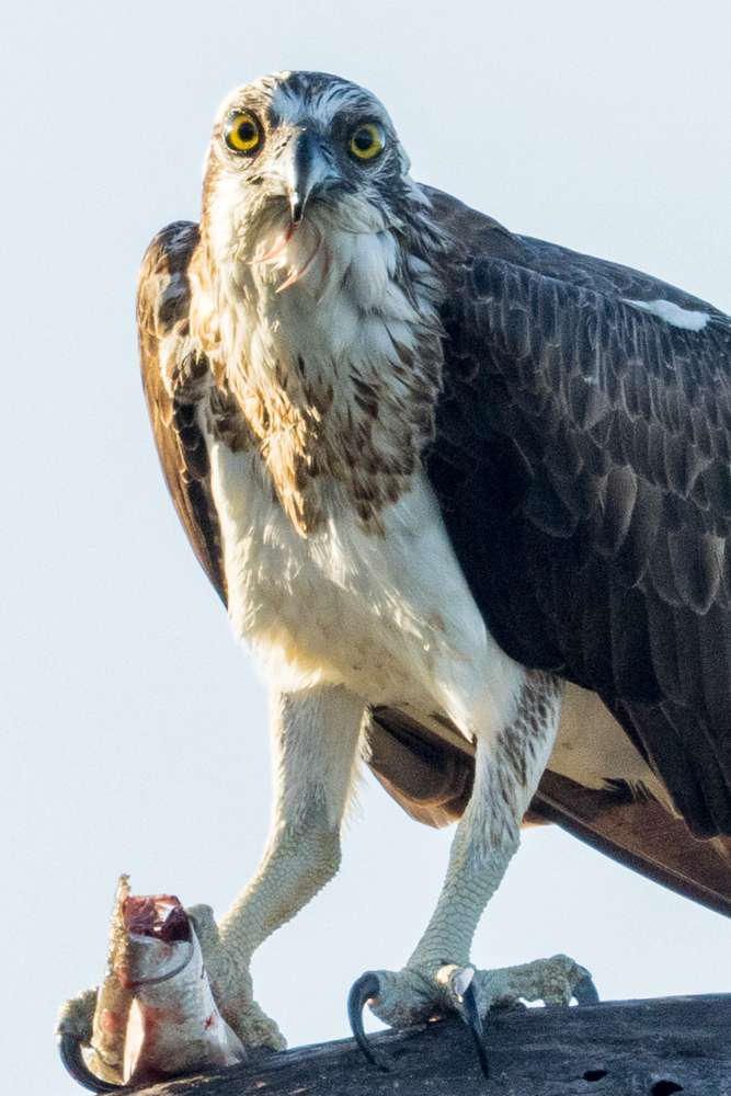 Osprey with a fish on a branch