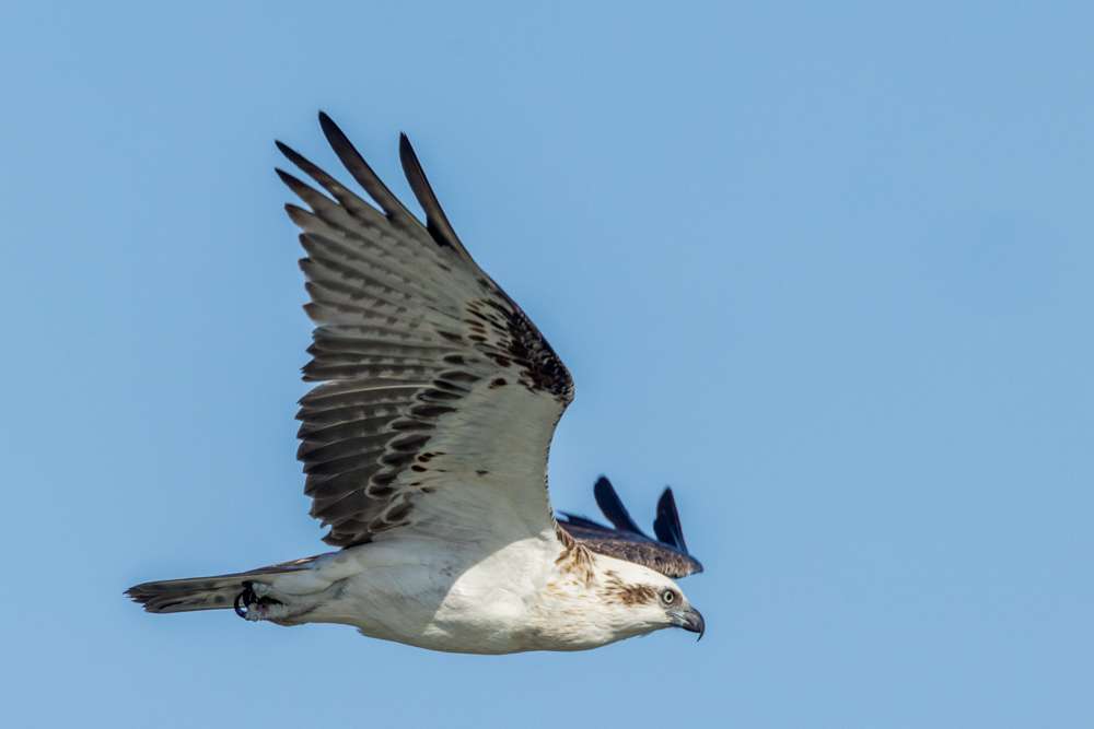 Osprey in flight