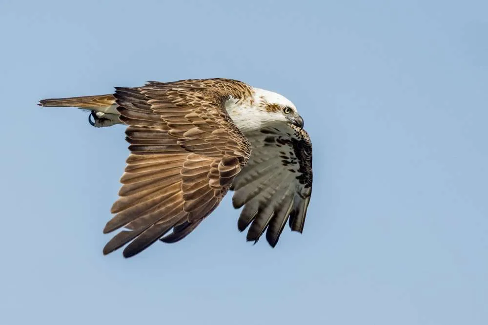 Osprey in flight