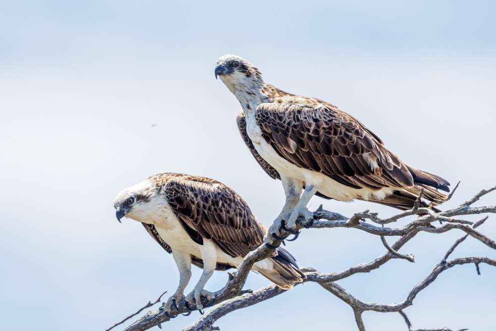 Pair of Osprey standing together on dead branches