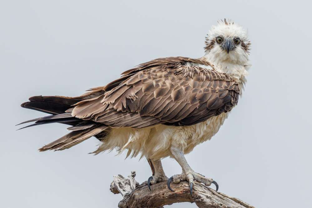 Osprey staring at the camera