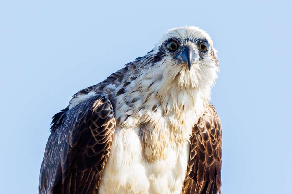 Osprey staring at the camera