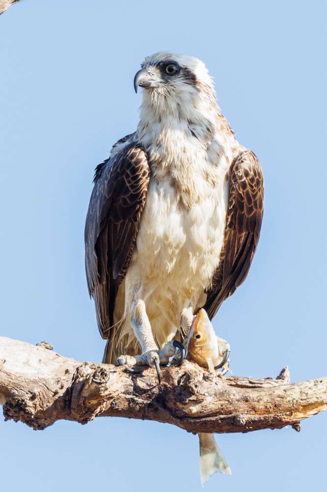 Osprey with a fish on a branch
