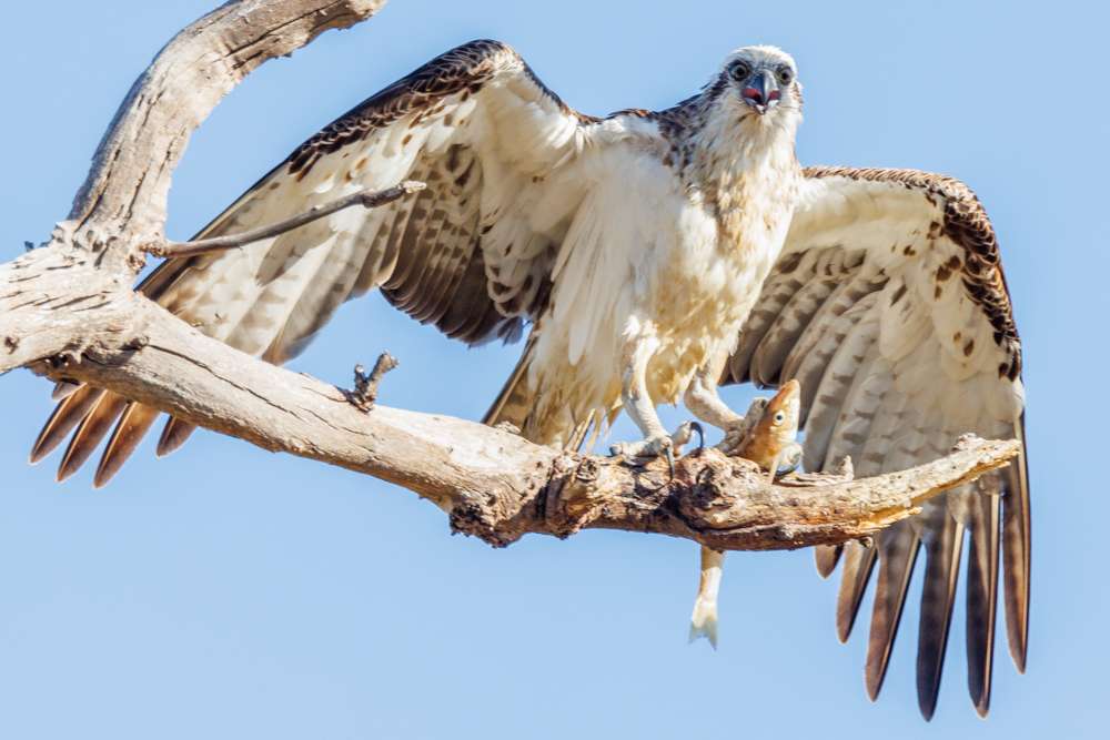 Osprey with a fish on a branch