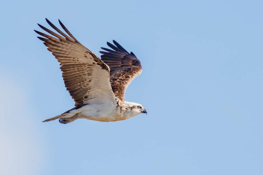 Osprey in flight
