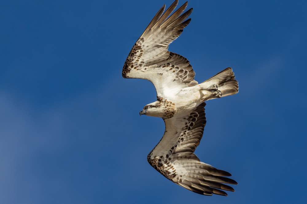 Osprey in flight
