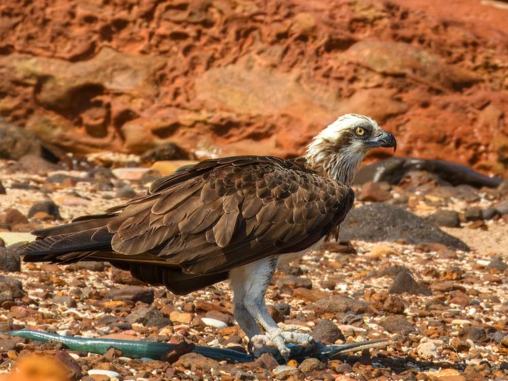 Osprey on the beach with a kill