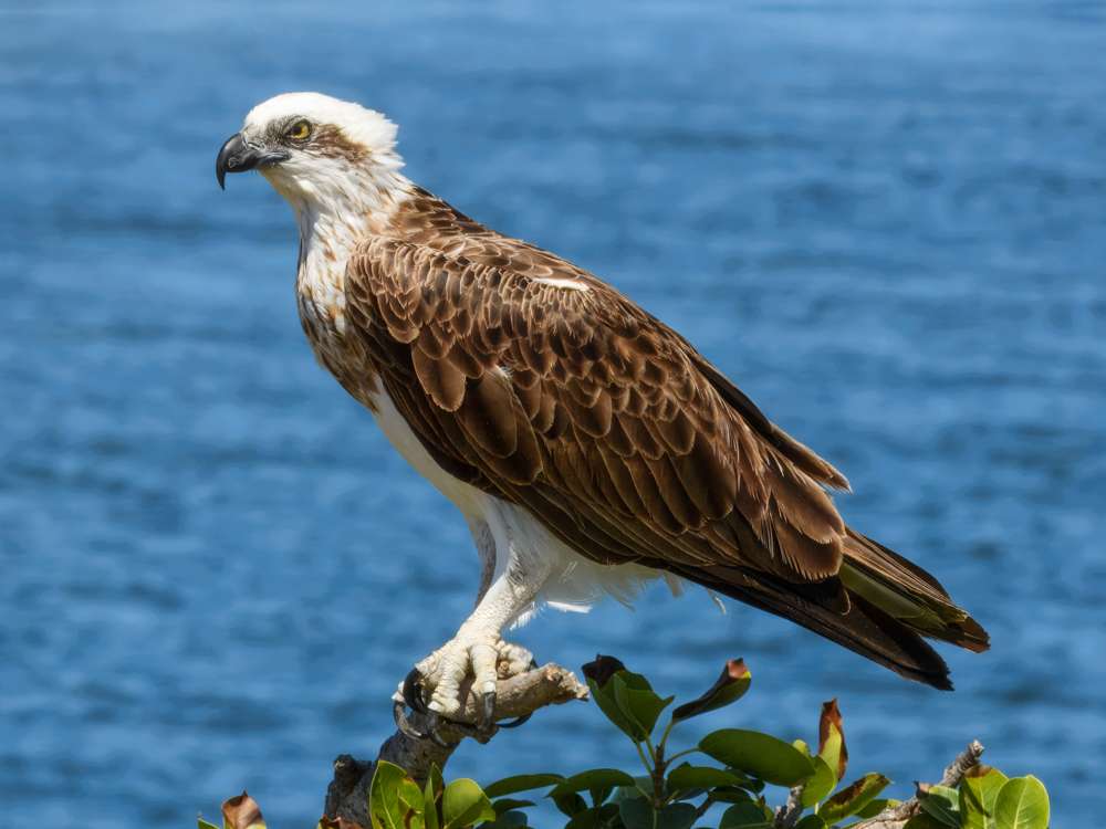Osprey on a branch with the sea behind