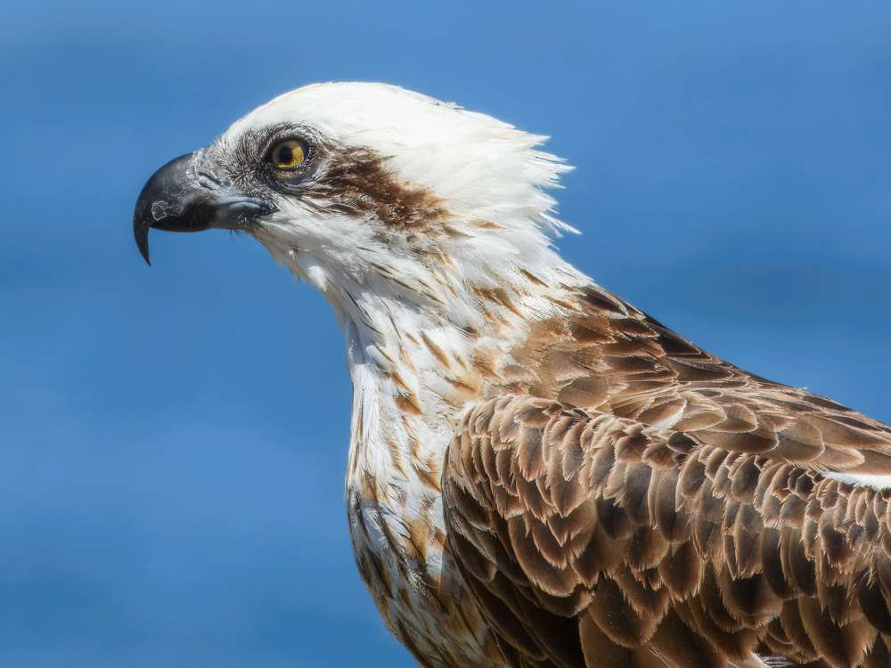 Close up of Osprey
