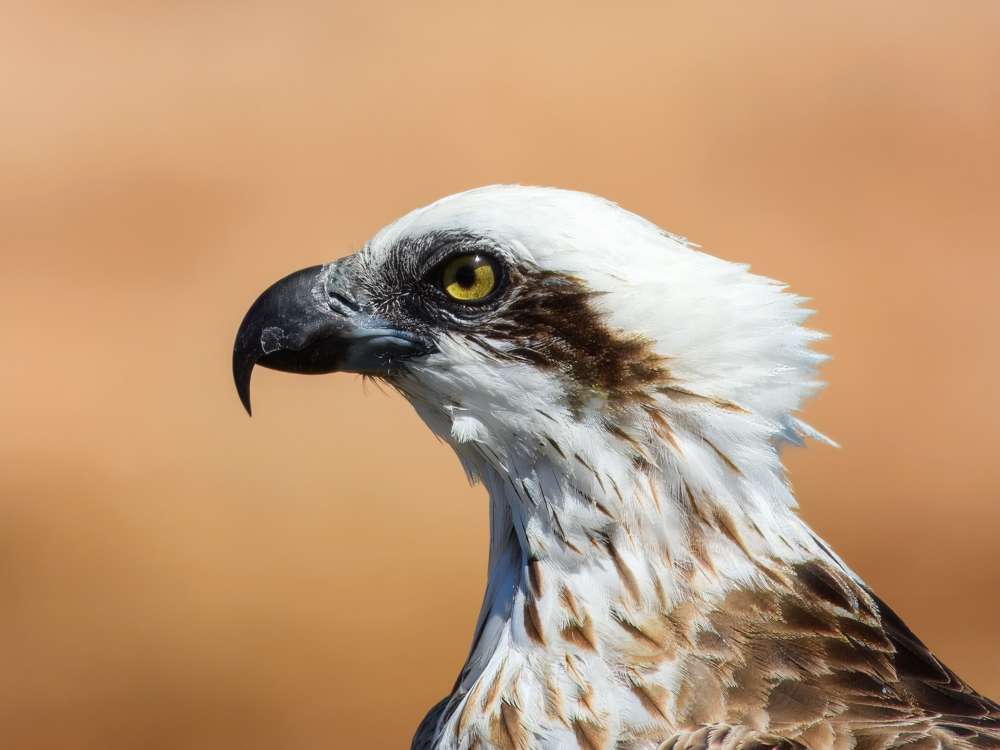 Close up of Osprey