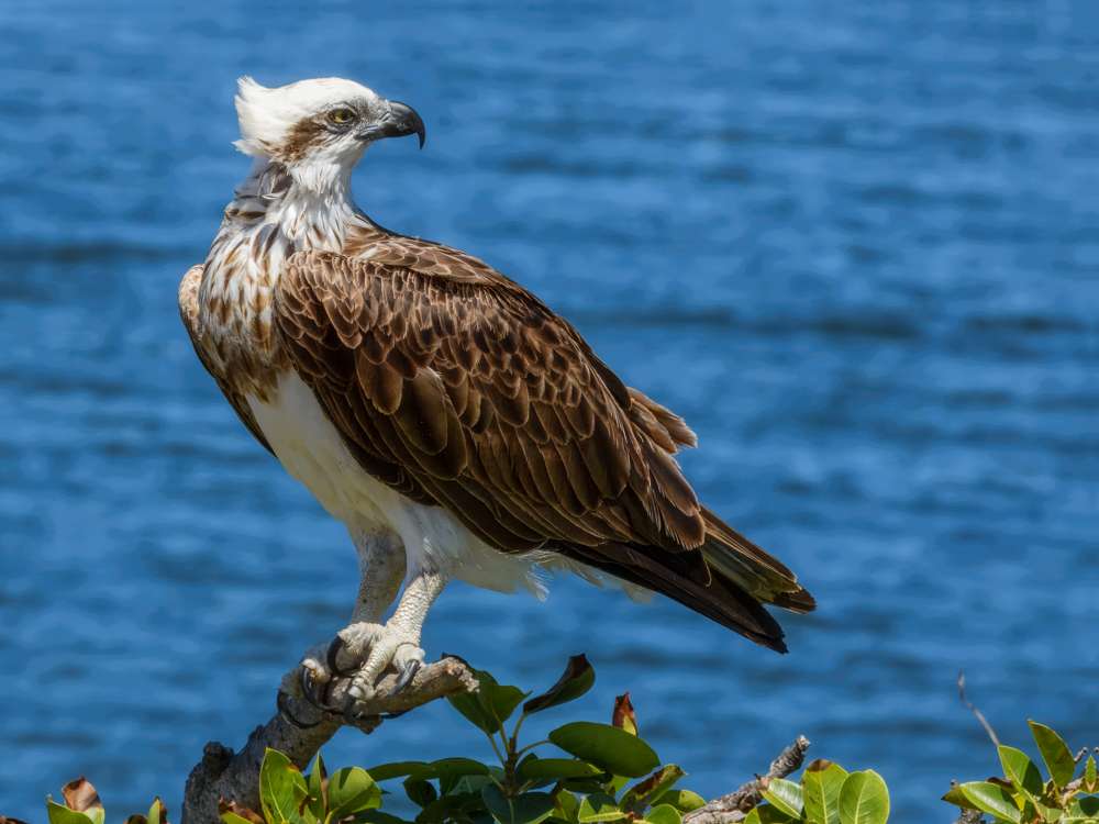 Osprey standing upright with the sea behind it