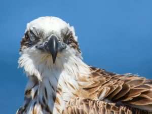 Osprey close up with eyes closed