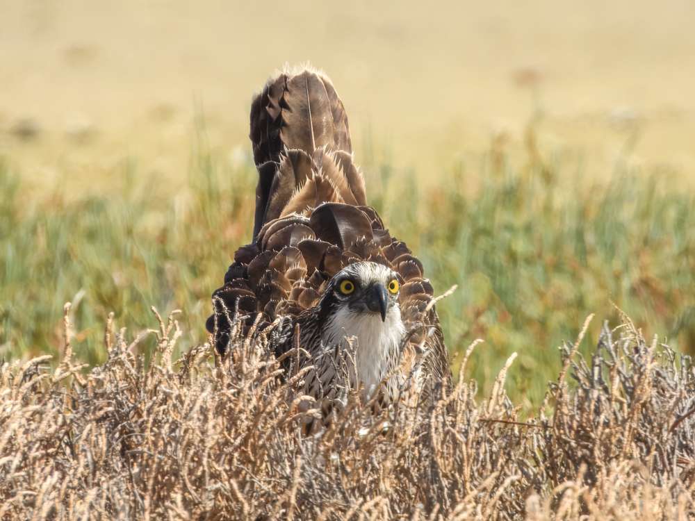 Osprey sitting in grass
