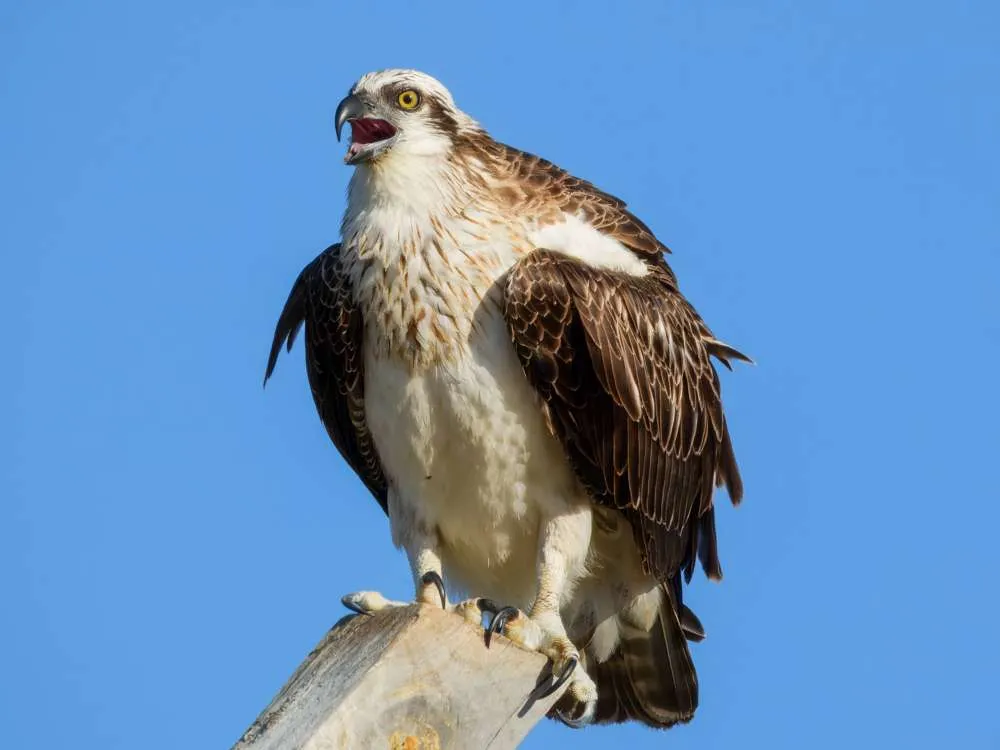 Osprey standing on a post