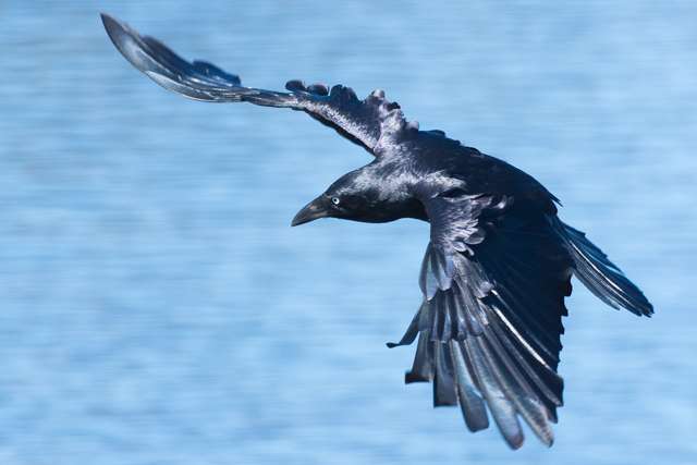 Glossy black raven in flight.