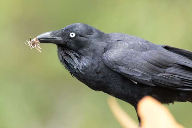 Raven with straw in its mouth.