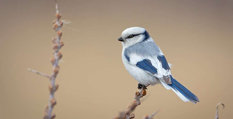 Beautiful pale bluem dark blue and white tit bird.