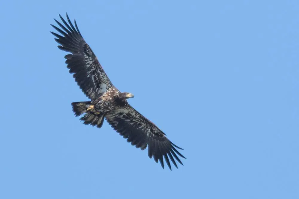 Juvenile Bald Eagle in flight