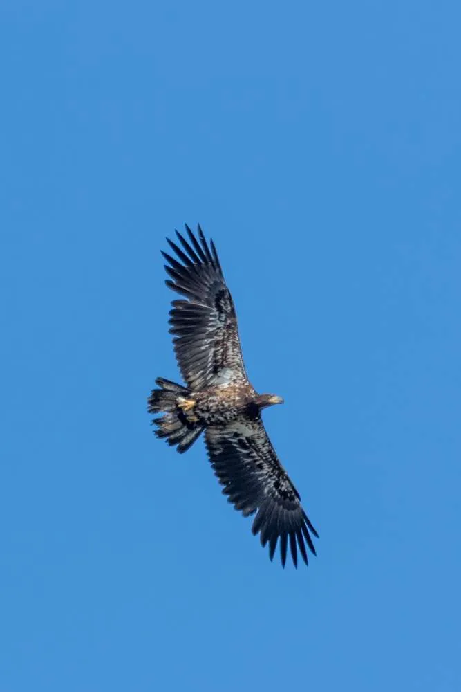 Juvenile Bald Eagle in flight