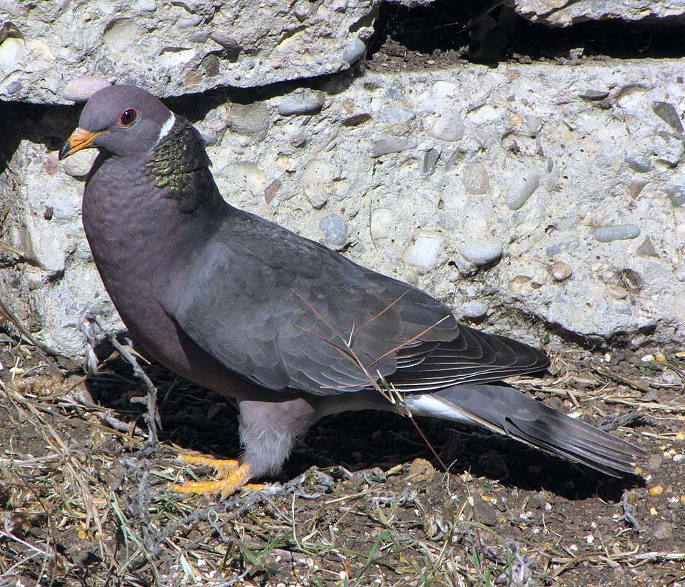 Large gray pigeon with white band on the neck.