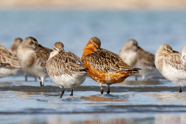 Large, long legged shore bird. It is largely brown with a bright red breast.